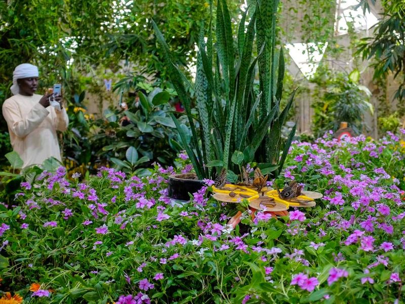 Watch in Dubai: A look inside world’s largest indoor butterfly garden