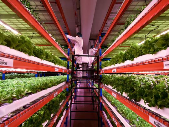 A look inside the world's largest vertical farm in Dubai