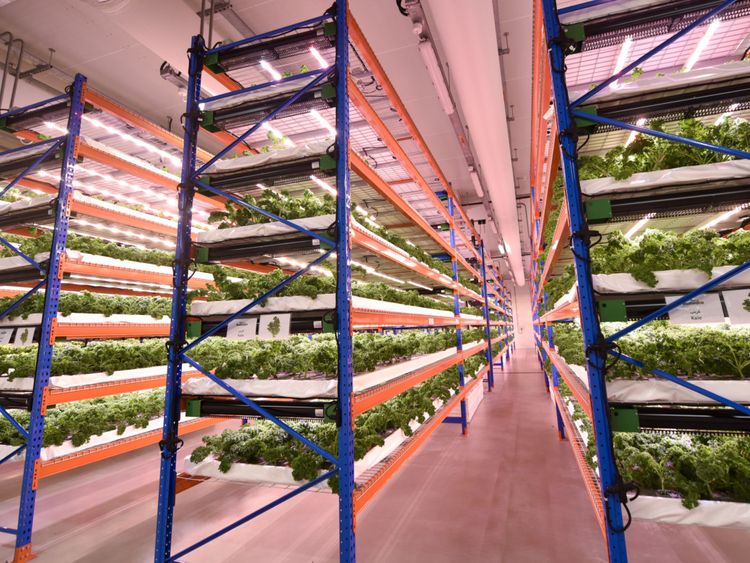 Watch: First look inside Emirates' Bustanica, world's largest vertical farm  in Dubai set to hit the UAE market by month-end | Uae – Gulf News