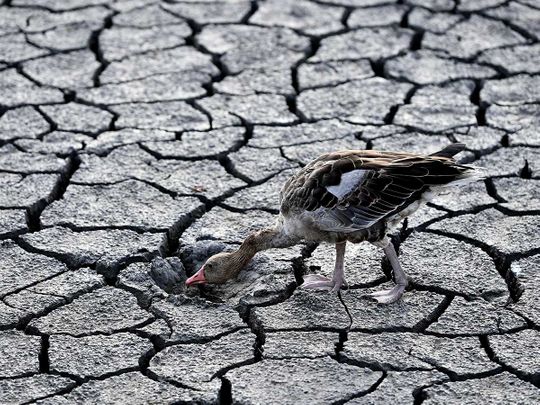 Lake Velence in Velence, Hungary drought