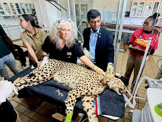 African cheetahs get health checkups as MP's Kuno National Park awaits  their arrival | India – Gulf News