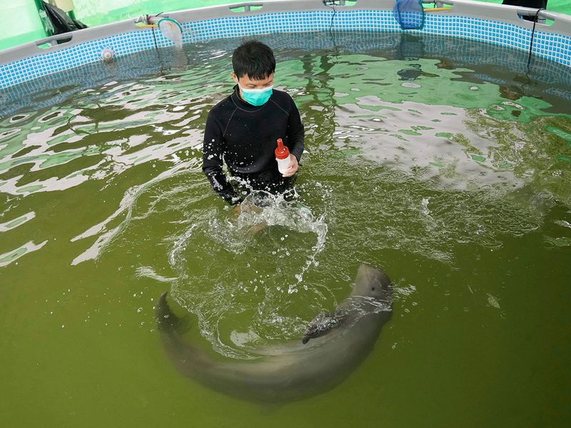 Thailand Baby Dolphin gallery