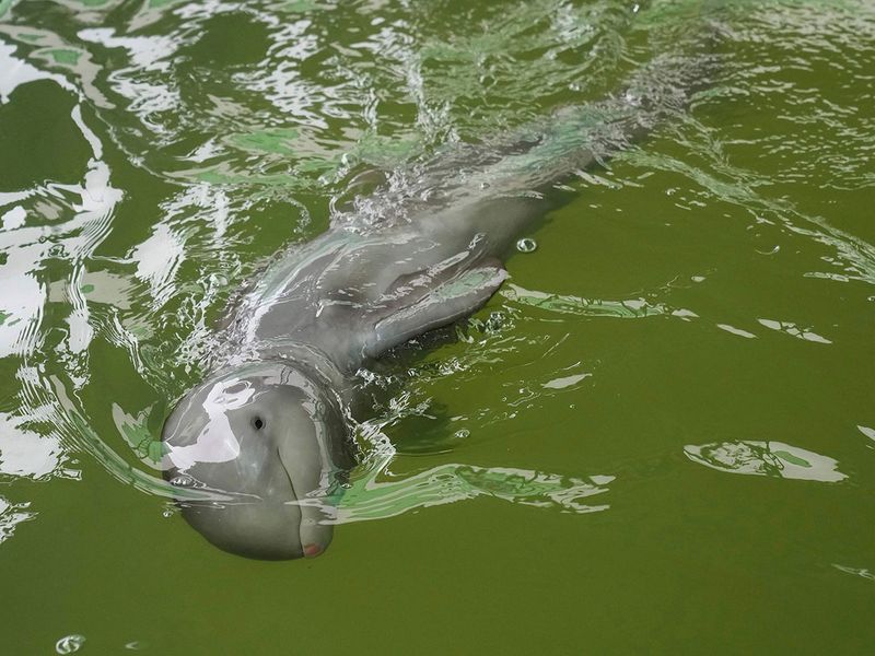 Thailand Baby Dolphin gallery