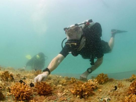 500_atlantisatlasproject-1usdprojects-freestyledivers-underwater-1662478198135