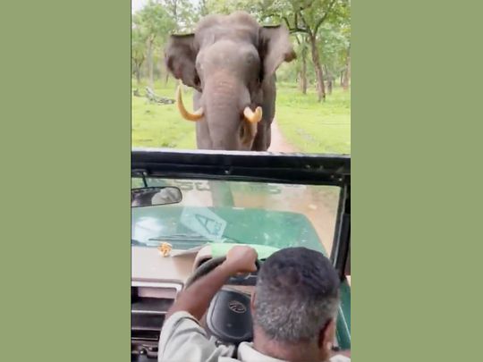 Close shave for tourists in Karnataka jungle as elephant charges at them
