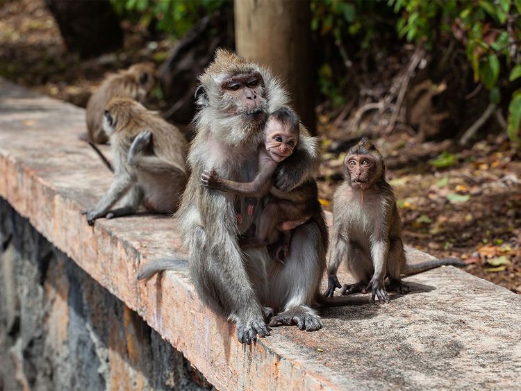 US: Controversial monkey study reignites animal testing debate | Americas –  Gulf News