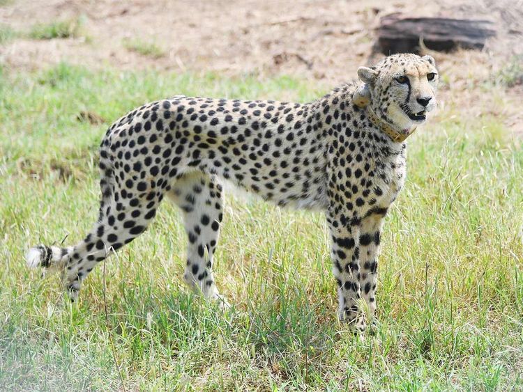 Video: India releases 8 cheetahs into wild, decades after local extinction  | India – Gulf News