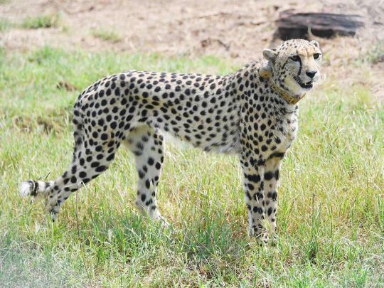 India releases 8 cheetahs into wild, decades after local extinction