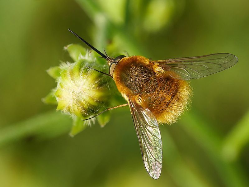 Bee fly