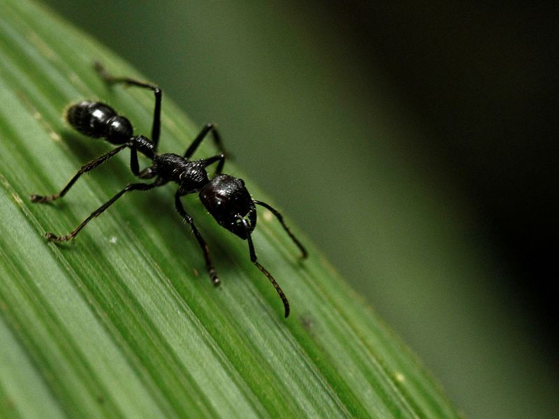 20220921 ant black 