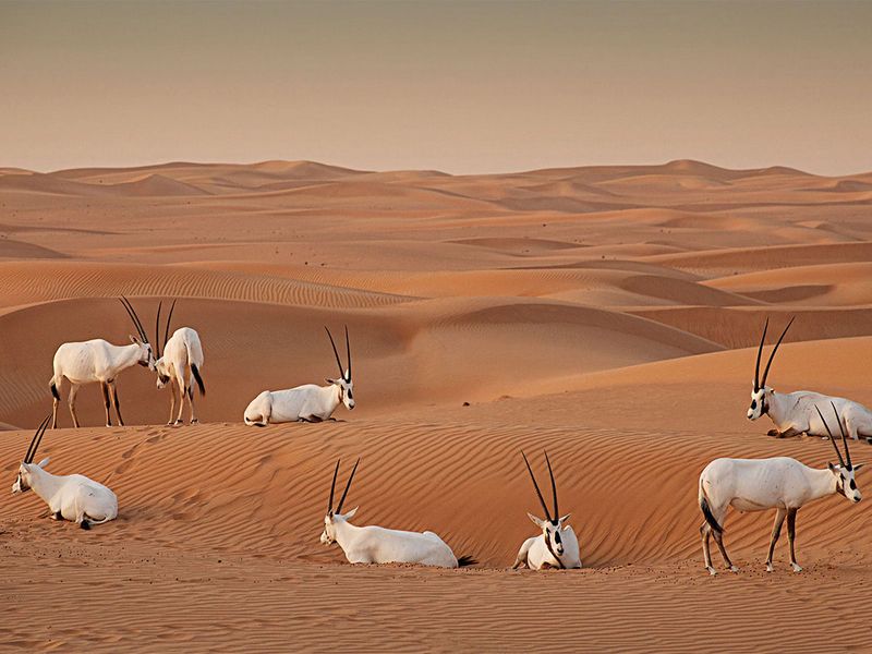 The Dubai Desert Conservation Reserve