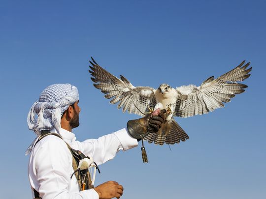 falconry-in-UAE-supplied-pic-by-EAD-1664188573020