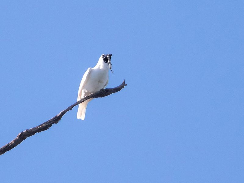 White bellbird