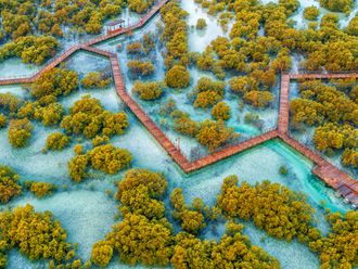 20221009 jubail mangrove park