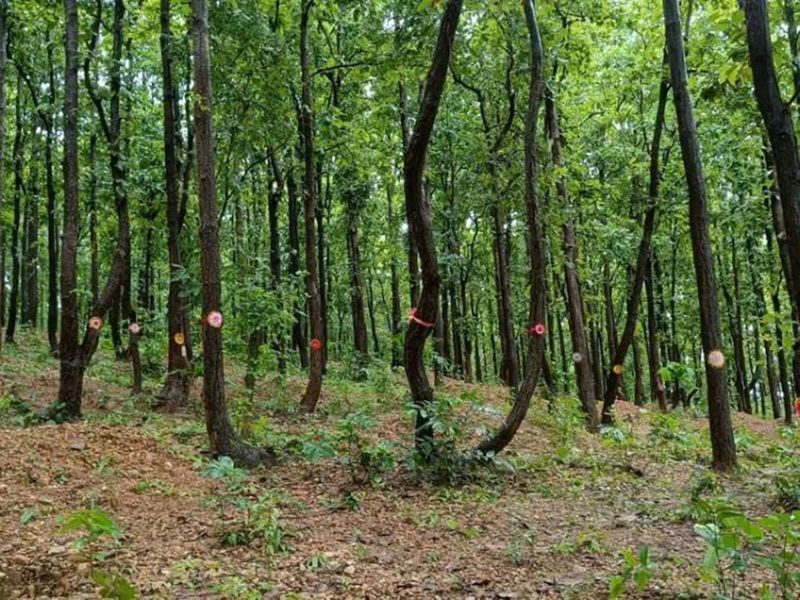 Forest tree rakhi Lukaiya 