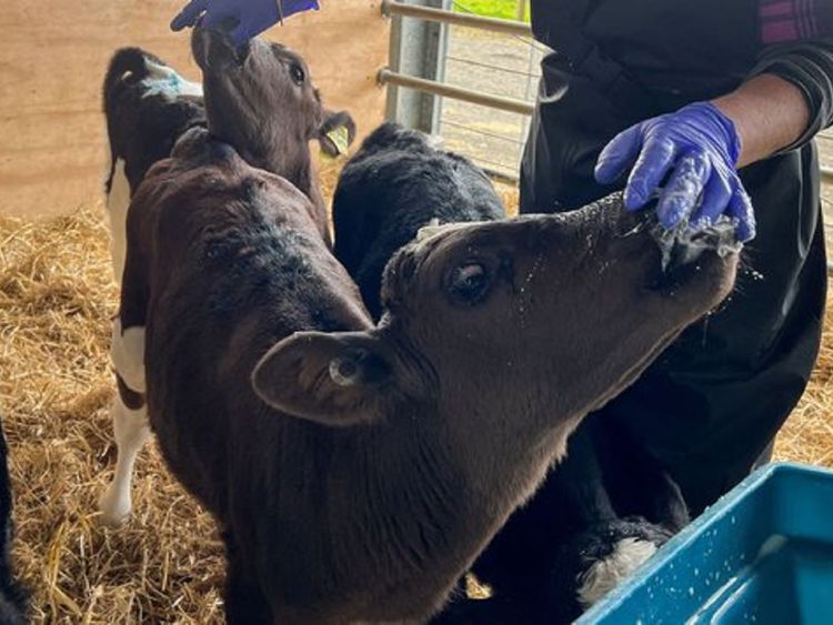 Dairy event brings money and best cows to Manawatu