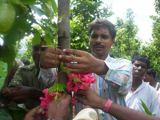 Tree rakhi forest