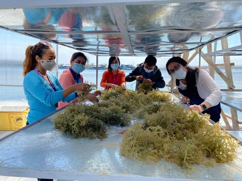 Staff at Seaweed Research and Development Center drying seaweeds 