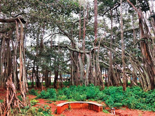 Banyan tree Bengaluru