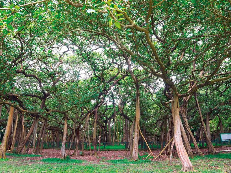 The Great Banyan Tree in Howrah, near Kolkata is as old as the city itself. 