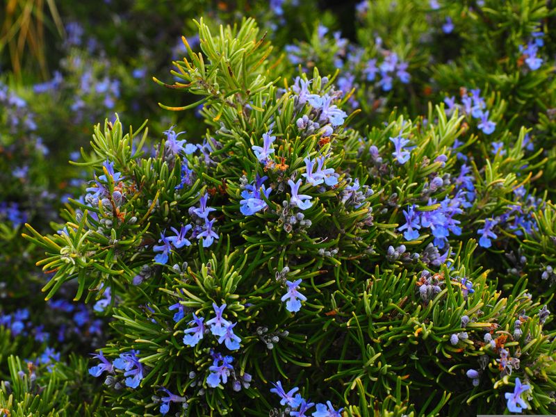 Rosemary herb 