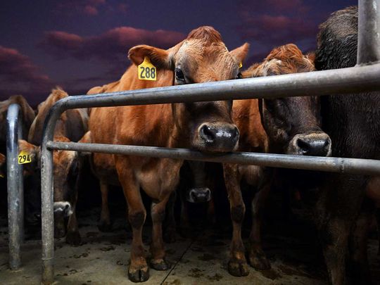 cows methane new zealand