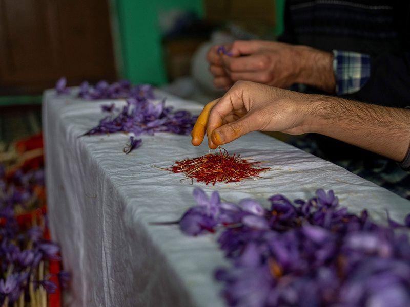 India Kashmir Saffron Photo Gallery