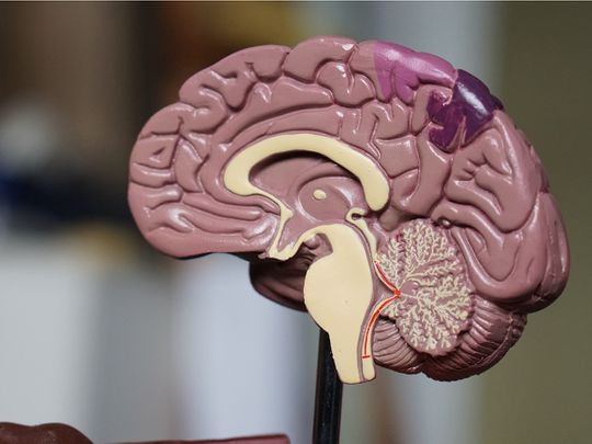 New clues present how mind adjustments precede Alzheimer’s