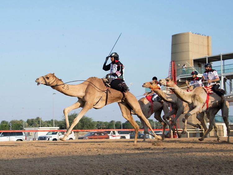 Emiratis, expats race camels in Dubai ahead of UAE National Day | Uae –  Gulf News