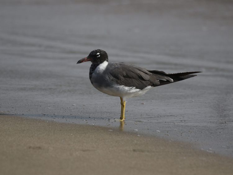 White-eyed Gull -3 at Kalba Beach on 6 November 2022-1668318357889