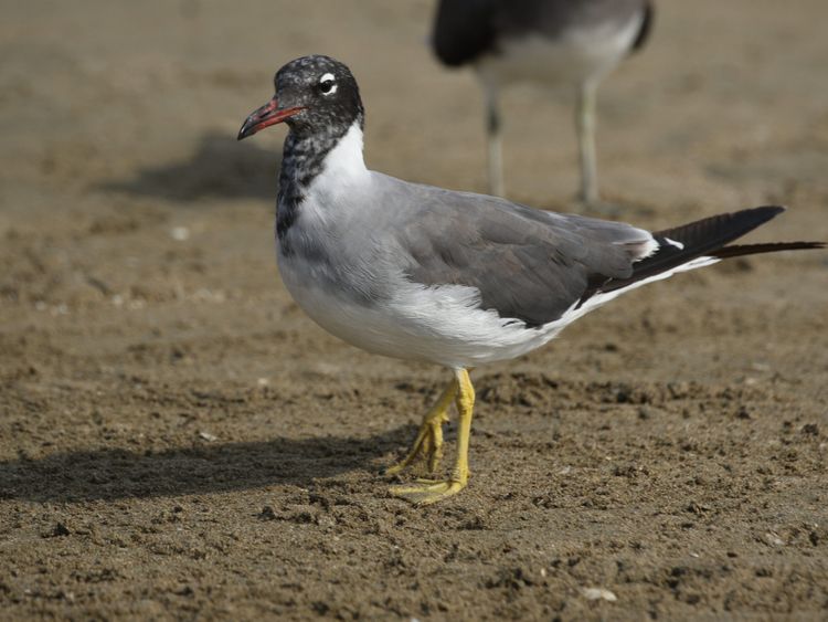 White-eyed Gull -6 at Kalba Beach on 6 November 2022-1668318364800