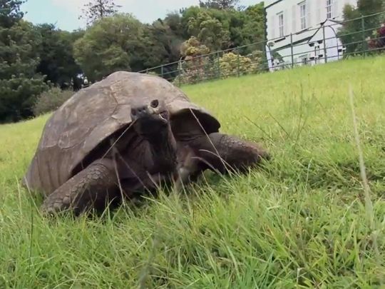 World's oldest tortoise Jonathan turns 190