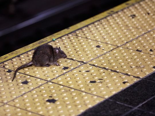 A rat crosses a Times Square subway platform in New York