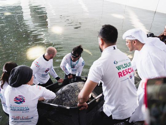 Abu Dhabi Sea Turtle Rehabilitation Project 17-1670476283523