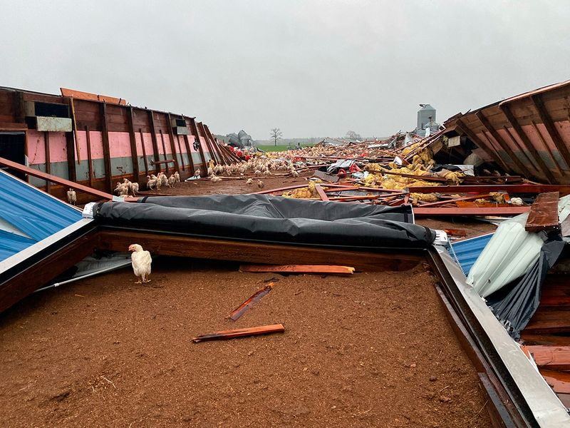 In neighbouring Mississippi, a suspected tornado destroyed four large chicken houses (pictured) — one containing 5,000 roosters — in Rankin County, Mississippi. 