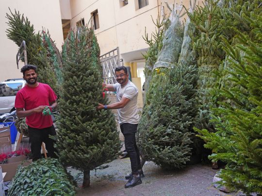 Fresh Christmas trees in Dubai