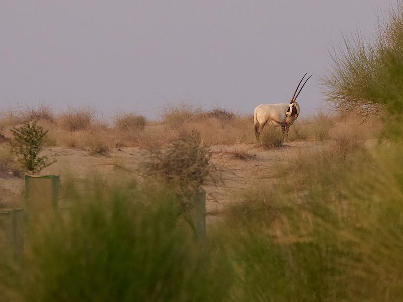 An Arabian Oryx in a natural habitat. 