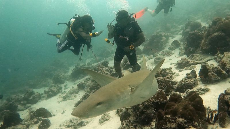 Father daughter with a Nurse Shark 2-1672808789656
