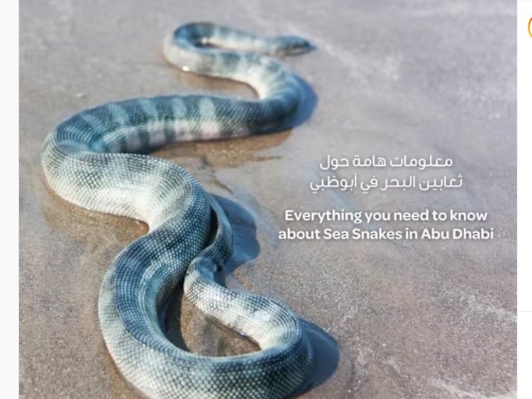 Abu Dhabi urges beachgoers to steer clear of sea snakes that gather over  the winter | Uae – Gulf News