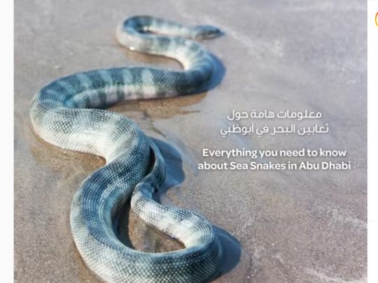 snake 1-1672823161064