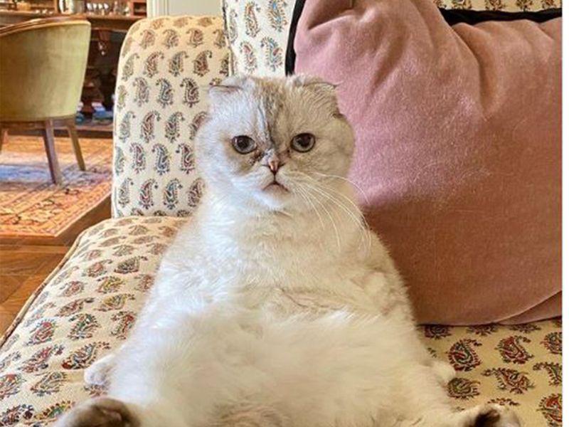 A look at celebrity cat Olivia Benson