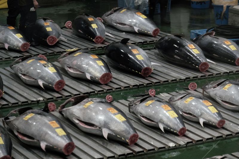 212-kg bluefin tuna sold for $273,000 at Tokyo market's 1st