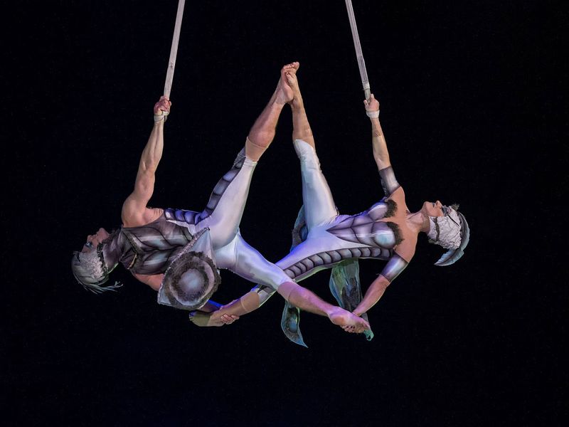 Cirque Du Soleil OVO STOCK