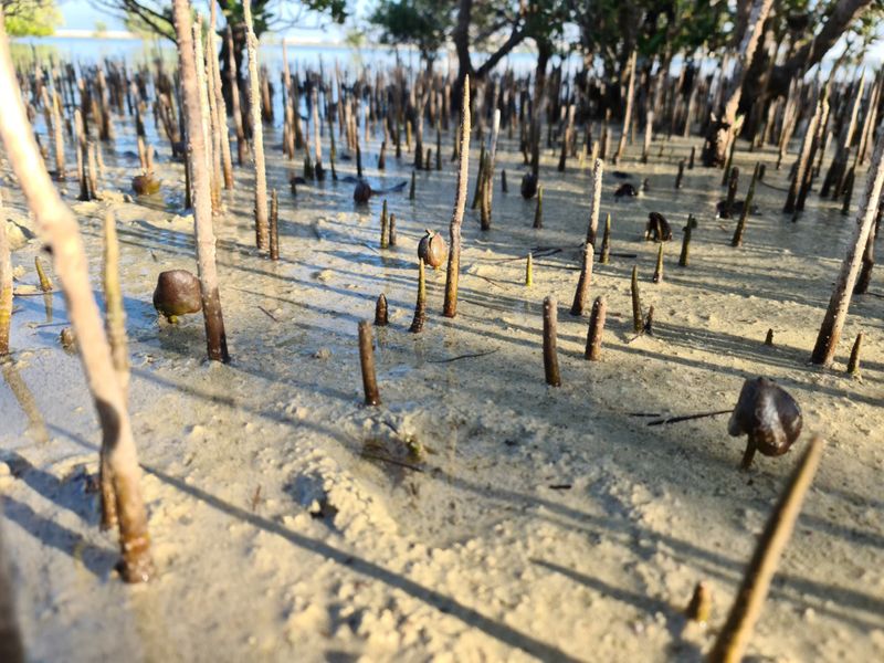 EAD Plants One Million Mangrove Seeds  1662-1673591777889