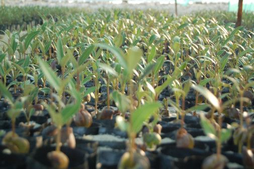 EAD Plants One Million Mangrove Seeds  17-1673591779893