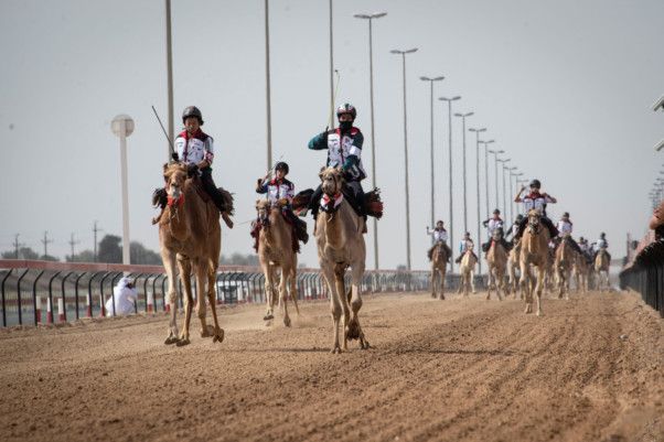 NAT_230119 Yemeni wins Hamdan camel race5-1674195284553
