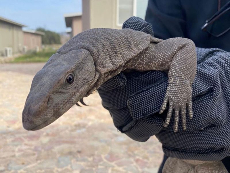 bengal-monitor-lizard-found-in-shipping-container-in-fujairah-1674389326306