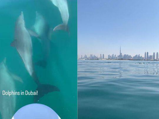 Watch: Surfer spots Bottlenose dolphins in Dubai