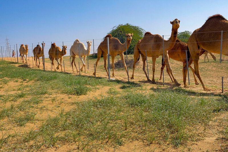 Camels at the desert of Umm Al Quwain as greenery is seen after rain. 