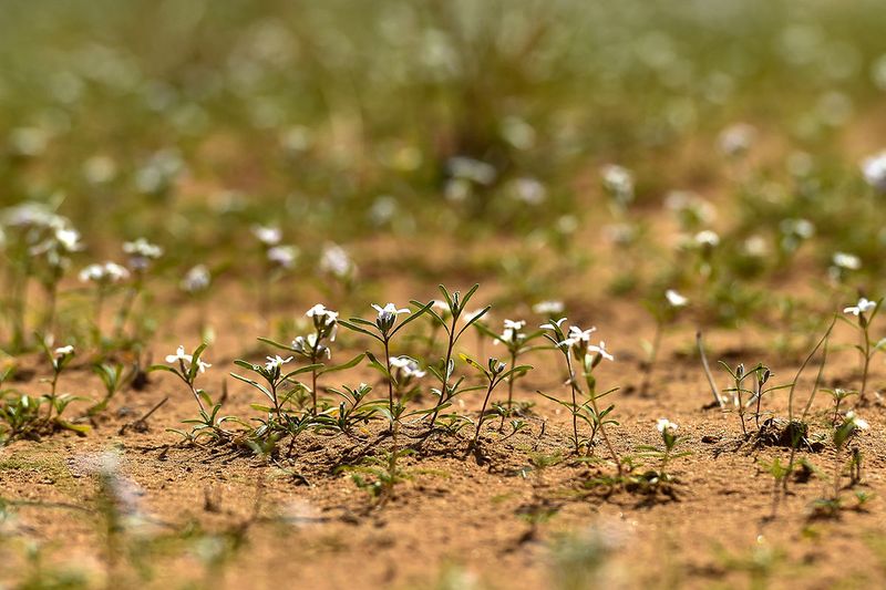 Erucaria species seen in the desert of Mleiha after rain.